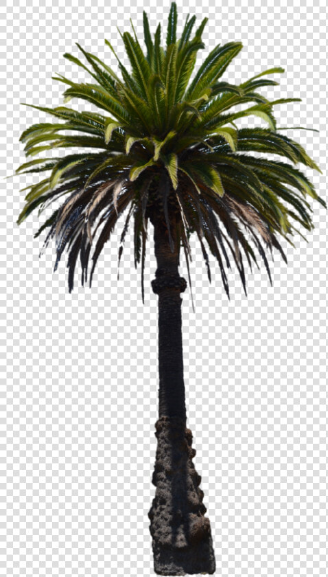 Clip Art Desert Palm Trees   Florida Thatch Palm  HD Png DownloadTransparent PNG