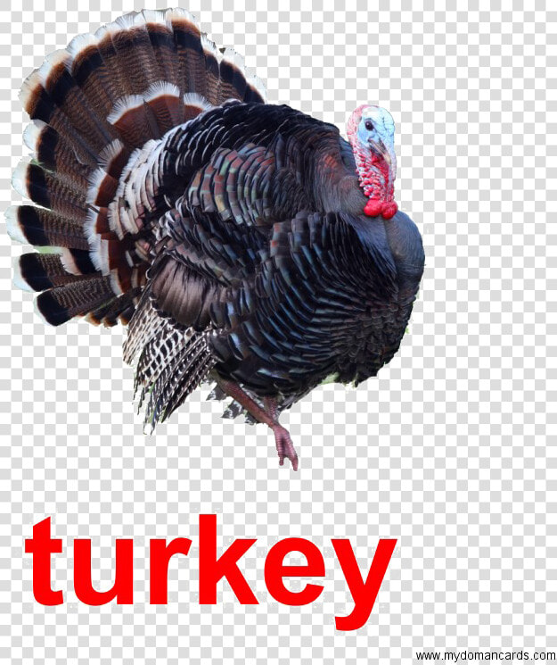 Turkey Bird Transparent Image   Real Picture Of A Turkey  HD Png DownloadTransparent PNG