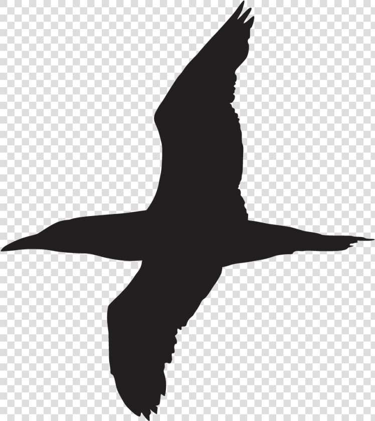 Silhouette Gannet Bird Png  Transparent PngTransparent PNG