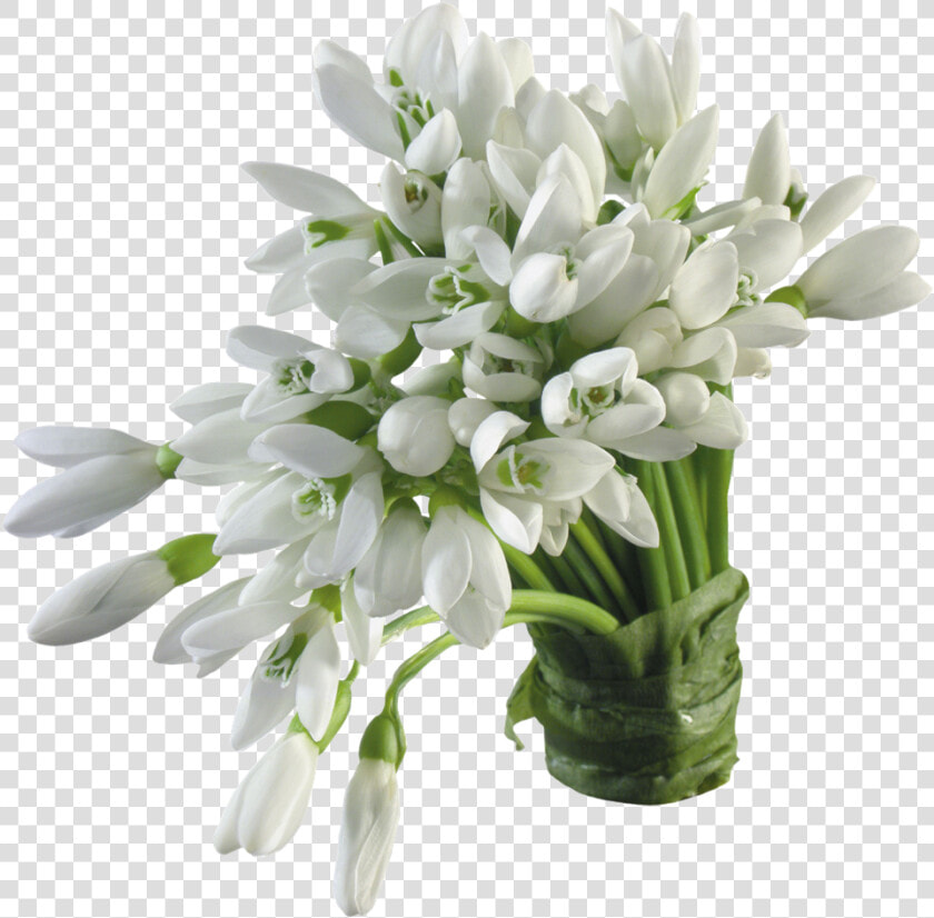 Tuberose Png  Transparent PngTransparent PNG