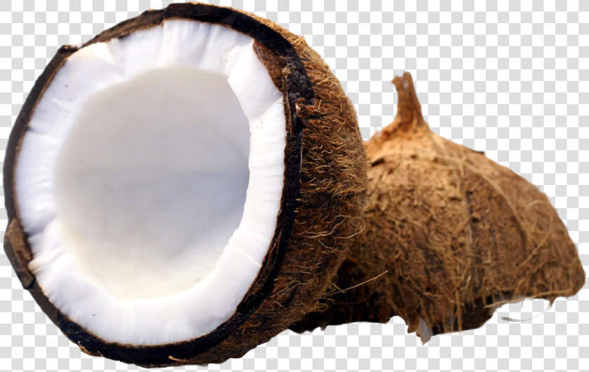 Coconut Png Free Image   Transparent Background Coconut Transparent  Png DownloadTransparent PNG