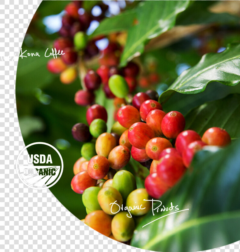 Pure Organic Kona Coffee   Hollyleaf Cherry  HD Png DownloadTransparent PNG