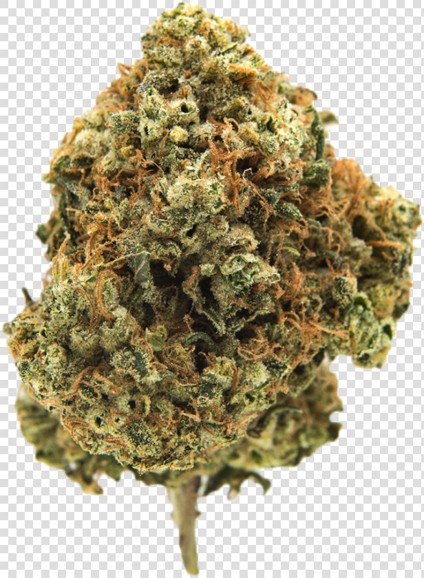 Davinci Og Marijuana Strain   Cannabis Bud Png Transparent  Png DownloadTransparent PNG