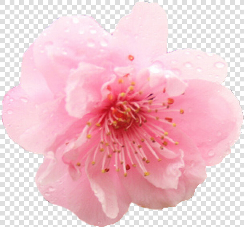 Transparent Cherry Blossom Png   Flower Cherry Blossom Png  Png DownloadTransparent PNG