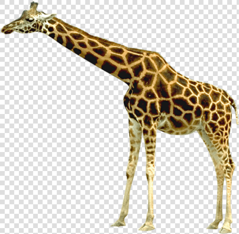 Free Png Giraffe Png Images Transparent   Giraffe Transparent Background  Png DownloadTransparent PNG