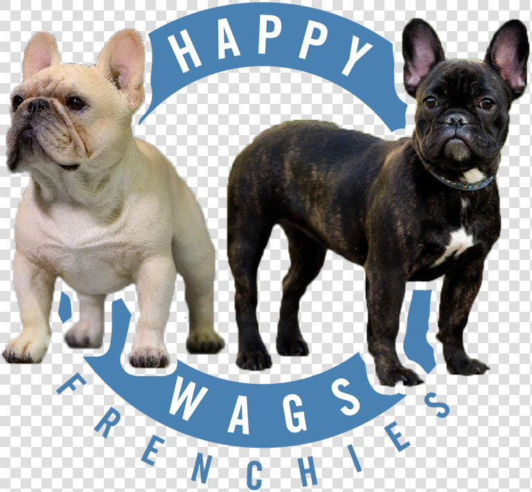 Transparent French Bulldog Png   French Bulldog  Png DownloadTransparent PNG