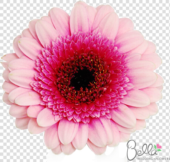 Gerbera Daisy Flowers Mini Pink Bicolor Gerbera Daisies   Two Tone Gerbera Daisy  HD Png DownloadTransparent PNG