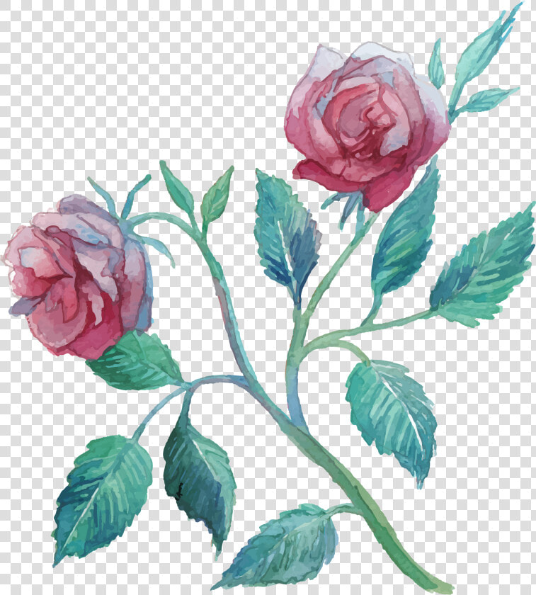 Flower Watercolor Painting Clip Art Transprent Png   Garden Roses  Transparent PngTransparent PNG