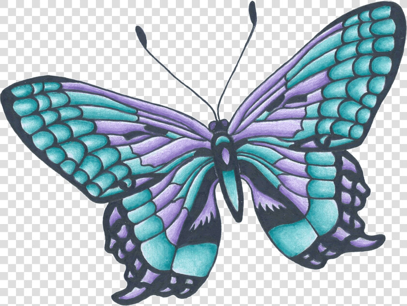 Drawing Butterflies Color   Butterfly Drawing With Color  HD Png DownloadTransparent PNG