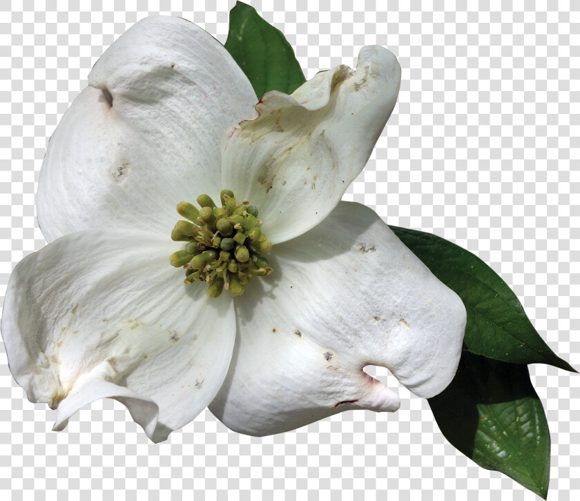 Dogwood Flower Png   Transparent Florida State Flower  Png DownloadTransparent PNG