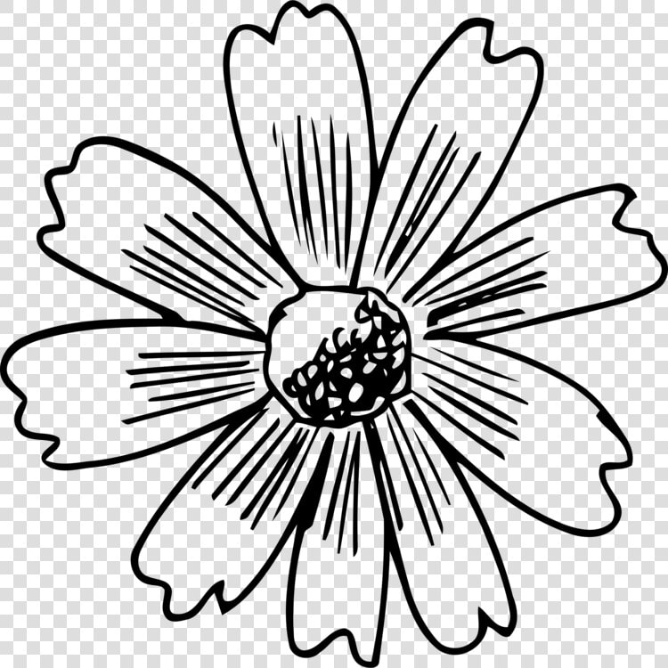 Symmetry monochrome Photography petal  HD Png DownloadTransparent PNG