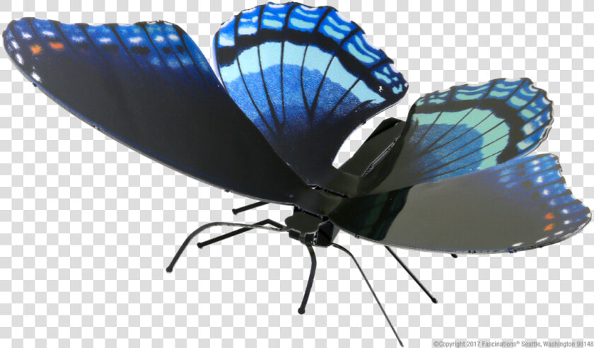 Limenitis Arthemis  HD Png DownloadTransparent PNG