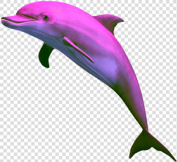  vaporwave  dolphin  purple   Aesthetic Dolphin Png  Transparent PngTransparent PNG