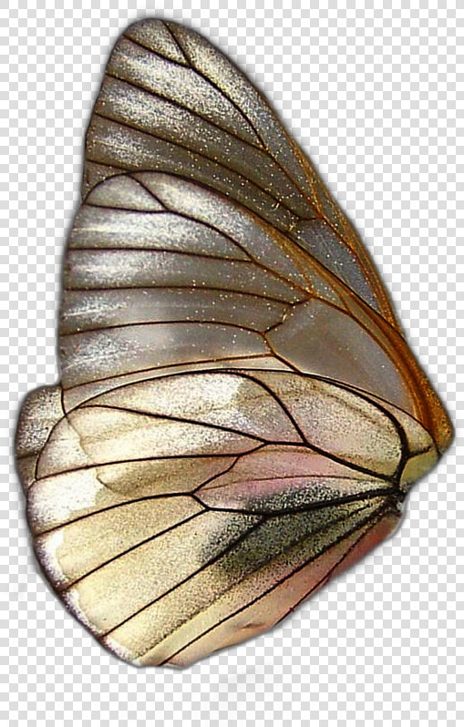  butterfly  butterflys  wing  wings  farfalla  farfalle   Fairy Wings Png  Transparent PngTransparent PNG