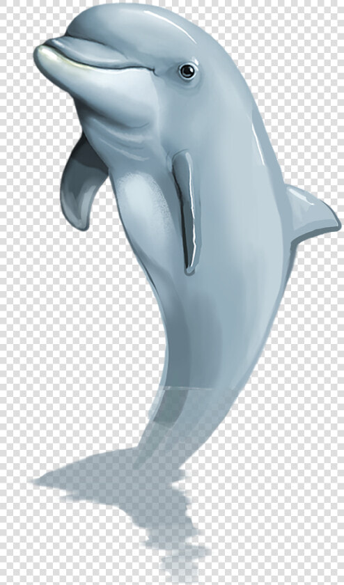 Dolphin Png Mammal Free Picture   Transparent Dolphin Jumping Png  Png DownloadTransparent PNG