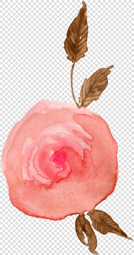 中国风荷花水彩画   Garden Roses  HD Png DownloadTransparent PNG