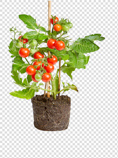 Tomato   Flowerpot  HD Png DownloadTransparent PNG