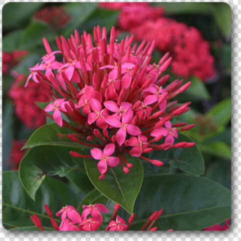 Clip Art Ixora Long Singapuri Pink   Pink Flower Ixora  HD Png DownloadTransparent PNG