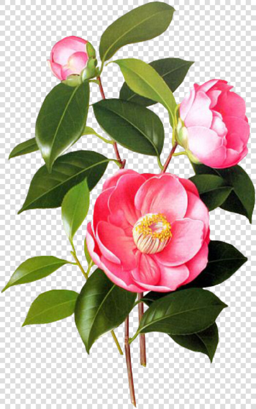  flower  pink  spring  png  overlay  free  kpopedit   Camellia Botanical Illustration  Transparent PngTransparent PNG