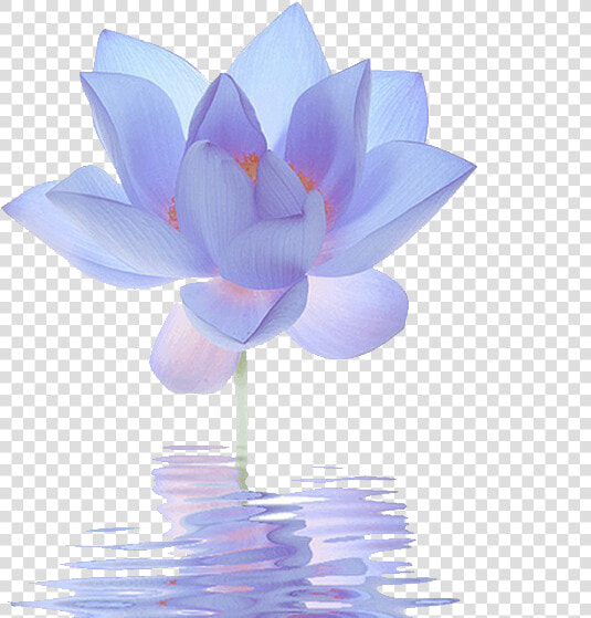 Nelumbo Nucifera Egyptian Lotus Flower Blue Lilium   Closed Blue Lotus Flower  HD Png DownloadTransparent PNG