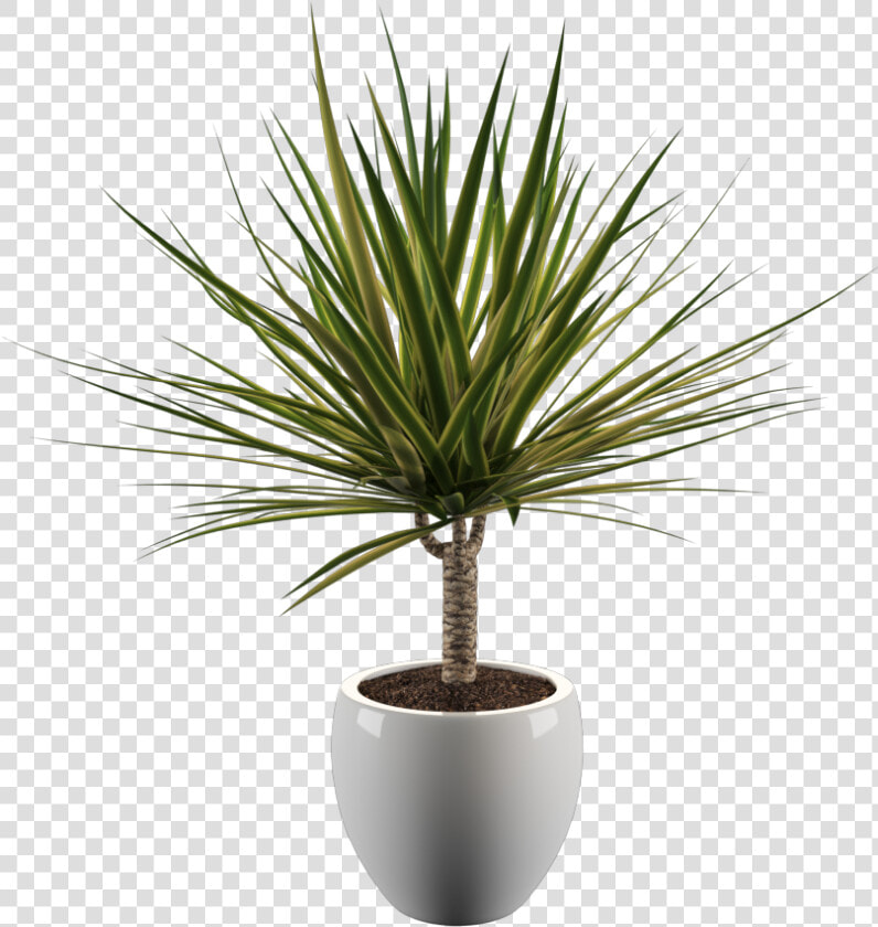 Yoga Plant   Png Download   Yucca Plant Png  Transparent PngTransparent PNG