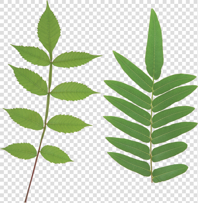 Green Leaf Png   Curry Leaves Clip Arts  Transparent PngTransparent PNG