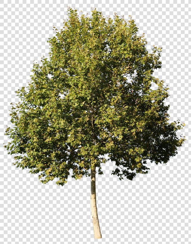 Sycamore Tree No Background  HD Png DownloadTransparent PNG