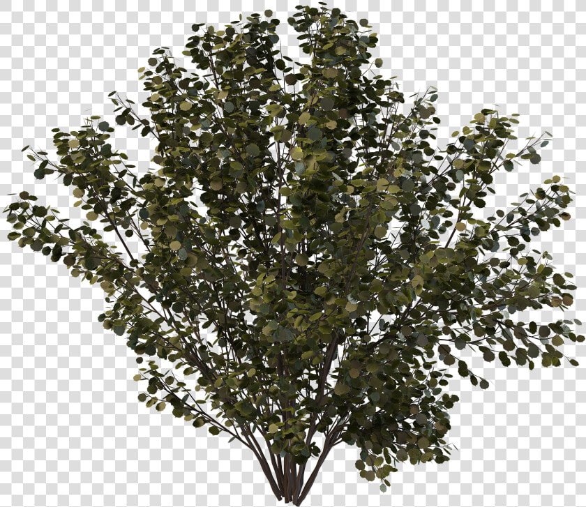 Drawing Bushes Creosote Bush   Oak  HD Png DownloadTransparent PNG