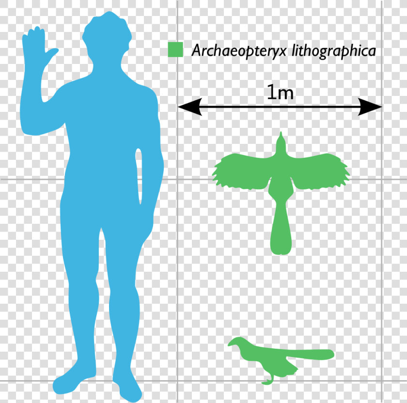 Archaeopteryx Compared To Human  HD Png DownloadTransparent PNG