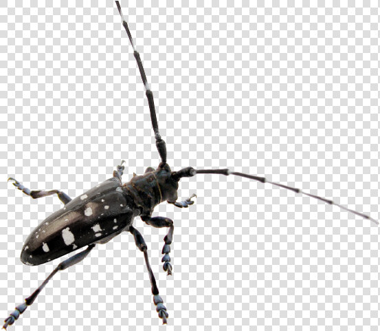 Beetle Png Transparent Images   Asian Long Long Beetle  Png DownloadTransparent PNG