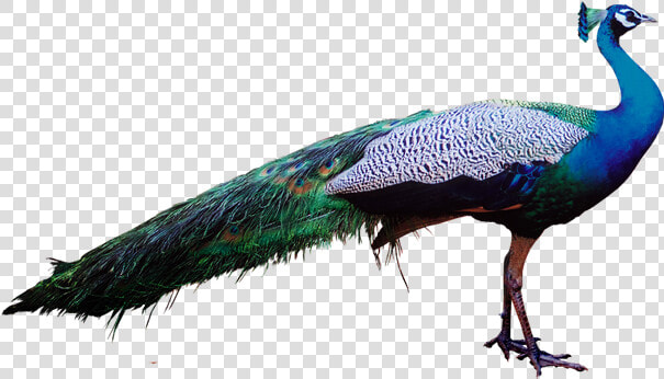 Peacock Psd Image Free   Peacock Transparent  HD Png DownloadTransparent PNG