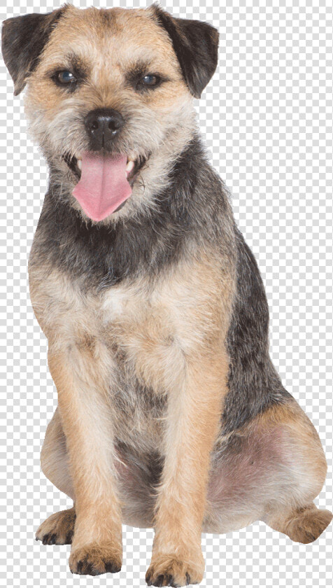 Dog Yawns  HD Png DownloadTransparent PNG