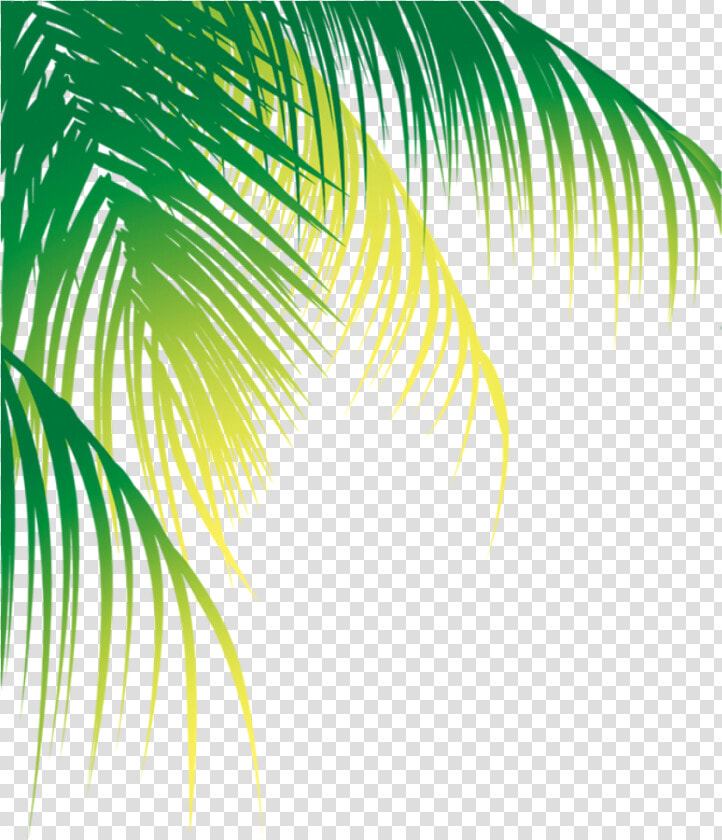 Coconut Leaf Vector Png   Png Download   Coconut Leaf Vector Png  Transparent PngTransparent PNG