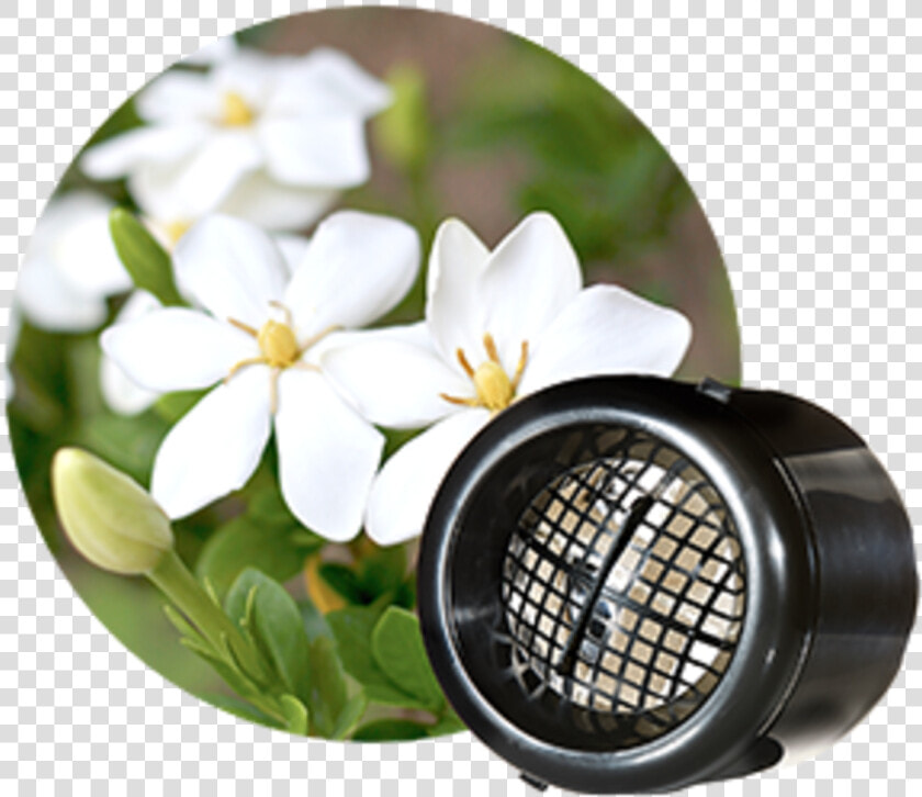 Transparent Gardenia Png   Gardenia  Png DownloadTransparent PNG