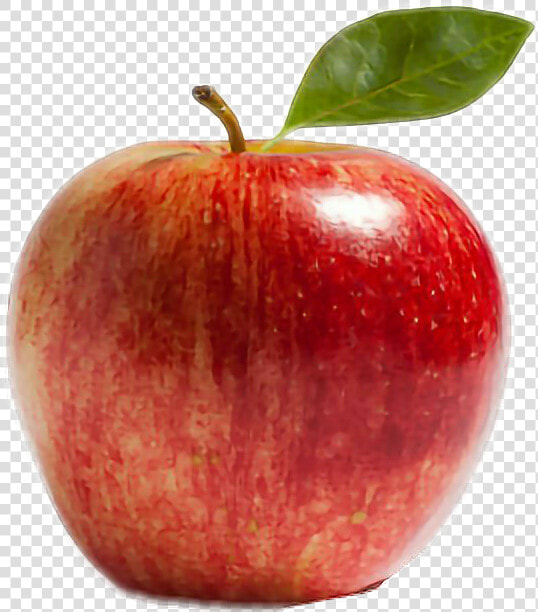  pomme  apple  manzana  rouge  red  rojo   Apple Kinnaur  HD Png DownloadTransparent PNG