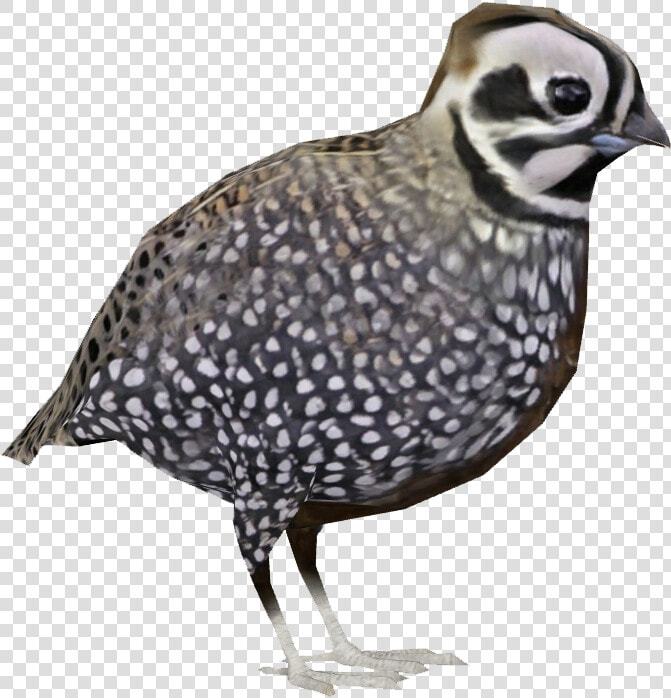 Quail Png  Transparent PngTransparent PNG