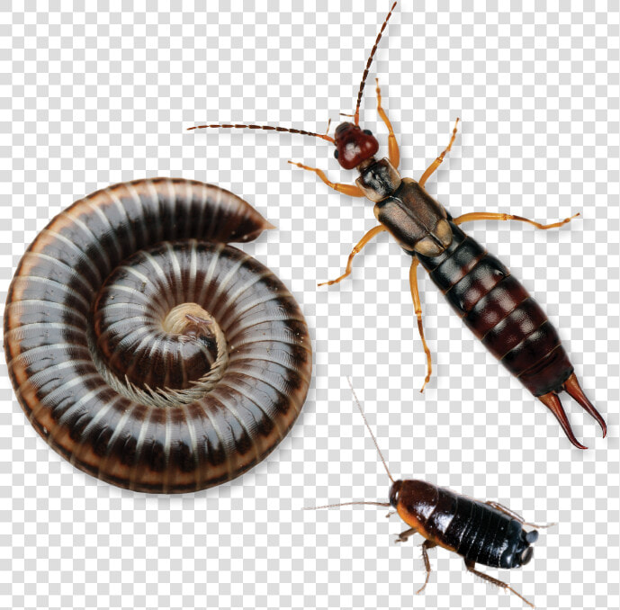 Earwig Insect  HD Png DownloadTransparent PNG