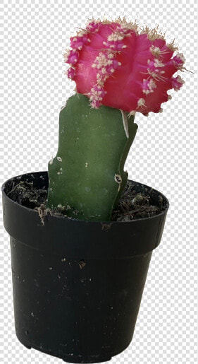 Clip Art Red Moon Cactus   Flowerpot  HD Png DownloadTransparent PNG