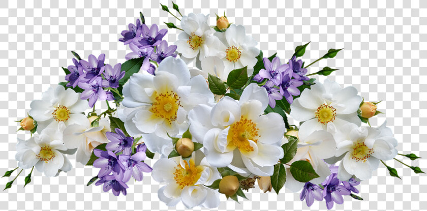 Flowers  Roses  White  Mauve Babianas  Isolated   Bunga Mawar Putih Png  Transparent PngTransparent PNG