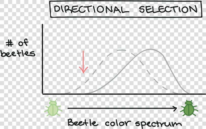 Natural Selection Graphs  HD Png DownloadTransparent PNG