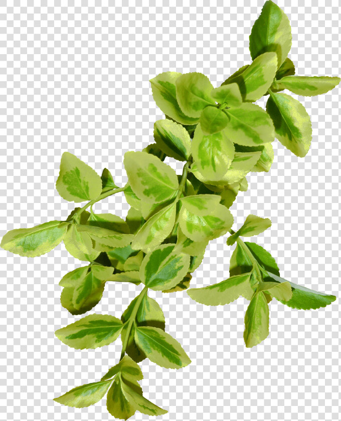 Hojas Verdes   Bay Laurel  HD Png DownloadTransparent PNG