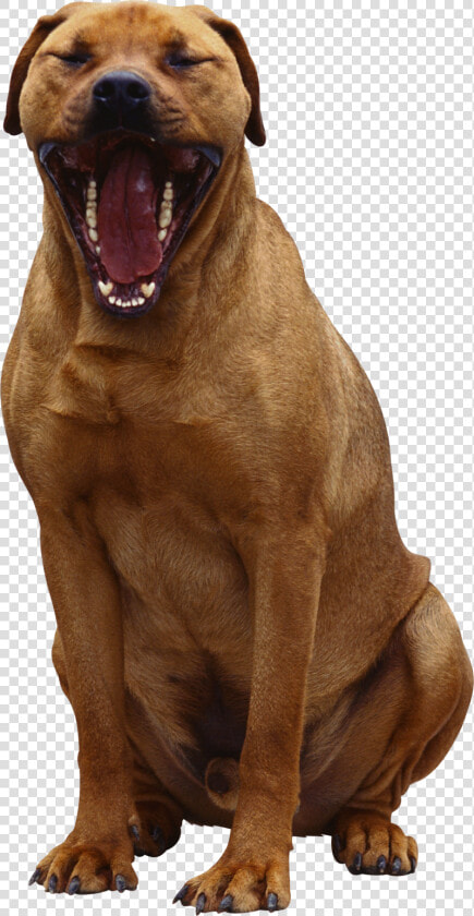 Background Dogs Dog Transparent   Dog  HD Png DownloadTransparent PNG