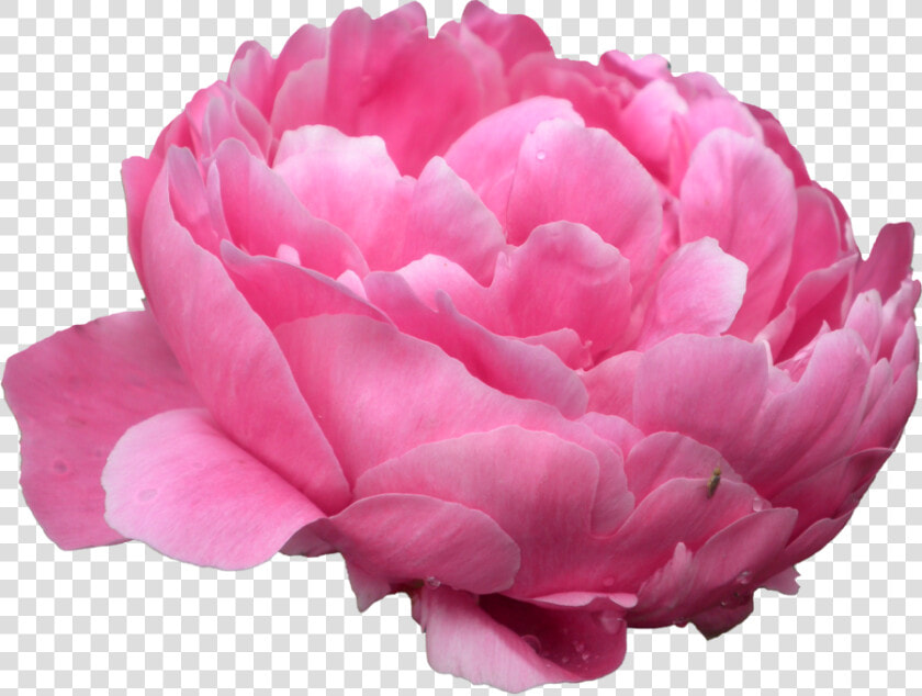 Peonies Png Photo   Peonies Png  Transparent PngTransparent PNG