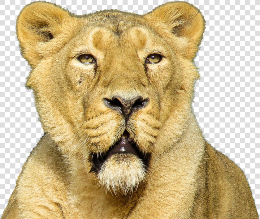 Isolated Animal Lion Free Photo   Lion Roar Transparent Backgrounds  HD Png DownloadTransparent PNG