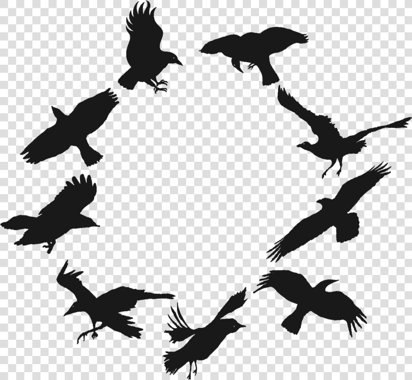 9 Morgen Crows   Flock Of Crows Png  Transparent PngTransparent PNG