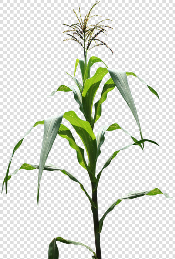 Milpa  Maíz  Campo   Corn Field Png  Transparent PngTransparent PNG