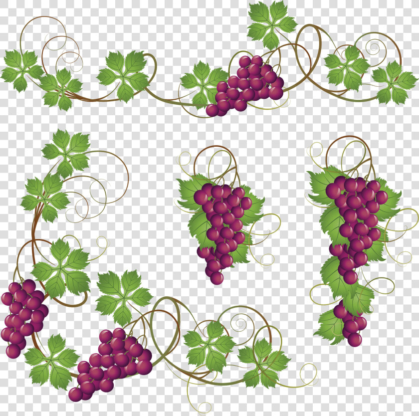 Common Grape Vine Clip Art   Grapes On Vine Clipart  HD Png DownloadTransparent PNG