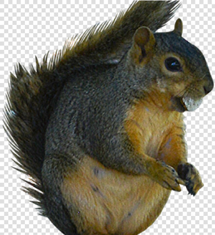 Squirrel Clipart Ground Squirrel   Fox Squirrel  HD Png DownloadTransparent PNG