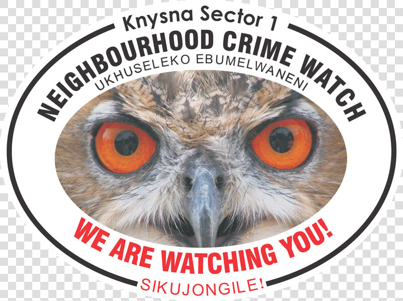 Owl With Big Eyes   Royal Life Saving Society Uk  HD Png DownloadTransparent PNG