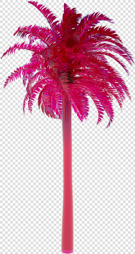 Attalea Speciosa  HD Png DownloadTransparent PNG